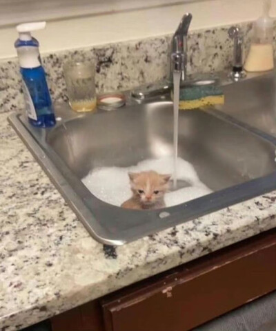(⃔ *`꒳´ * )⃕↝ 