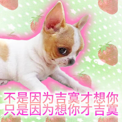 吉娃娃