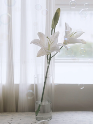 百合花背景图