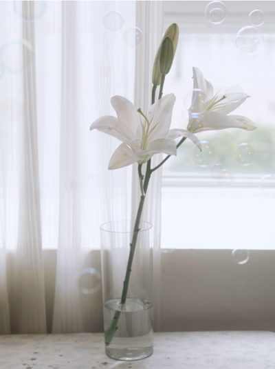 百合花背景图