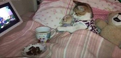 (⃔ *`꒳´ * )⃕↝ 
