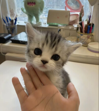 请使用萌物合集