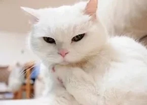 。
