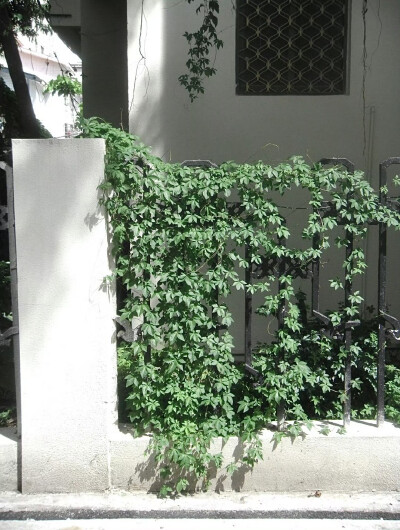 你说半身野火足以焚净一桩心事，为何你站在雨中，比雨更潮湿。