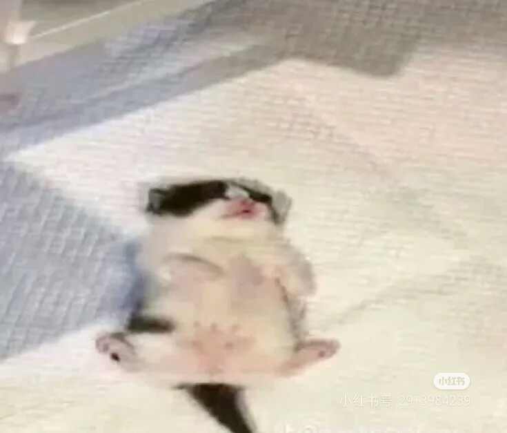 我是不会放弃收集这种图片的