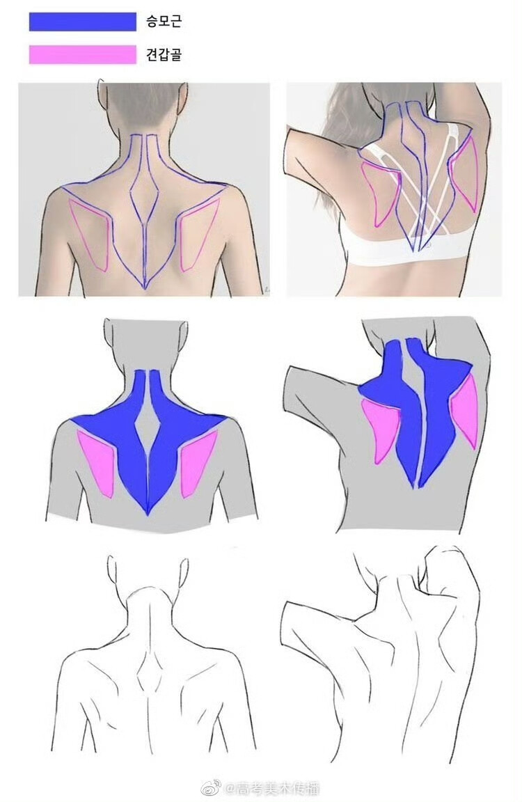 肩胛骨画法