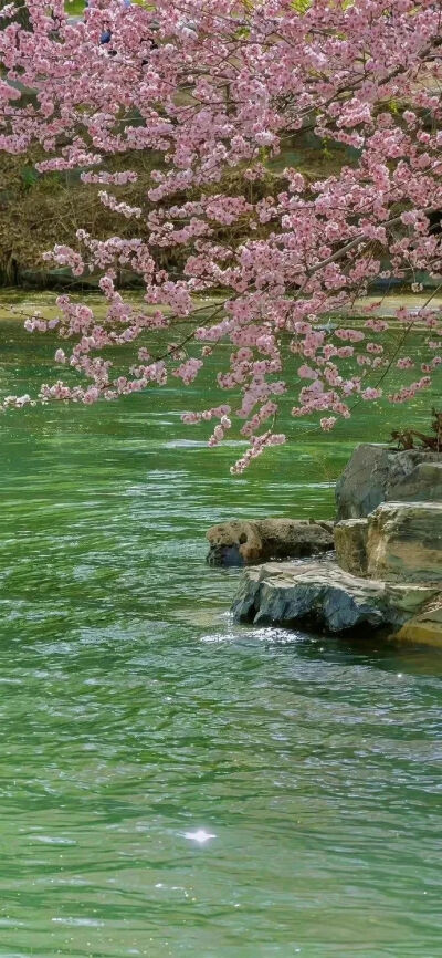 绿色壁纸