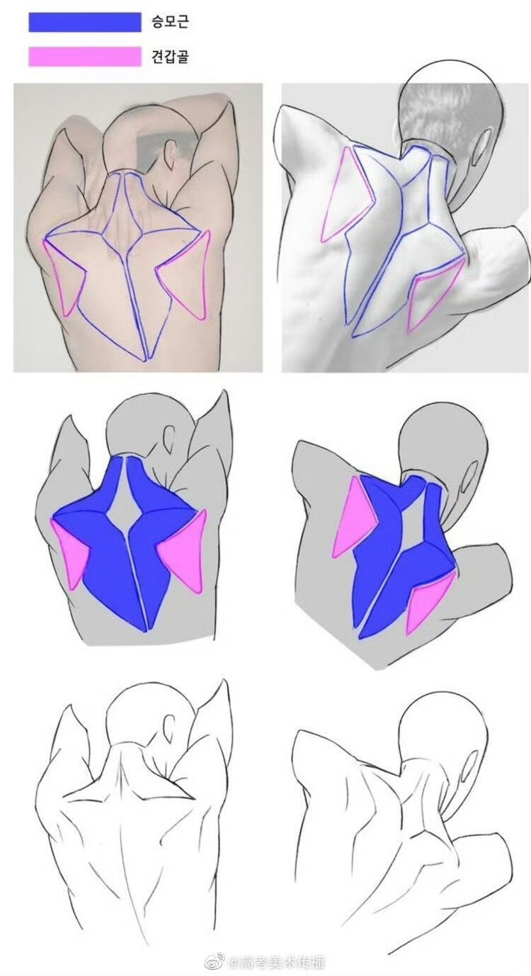 肩胛骨画法