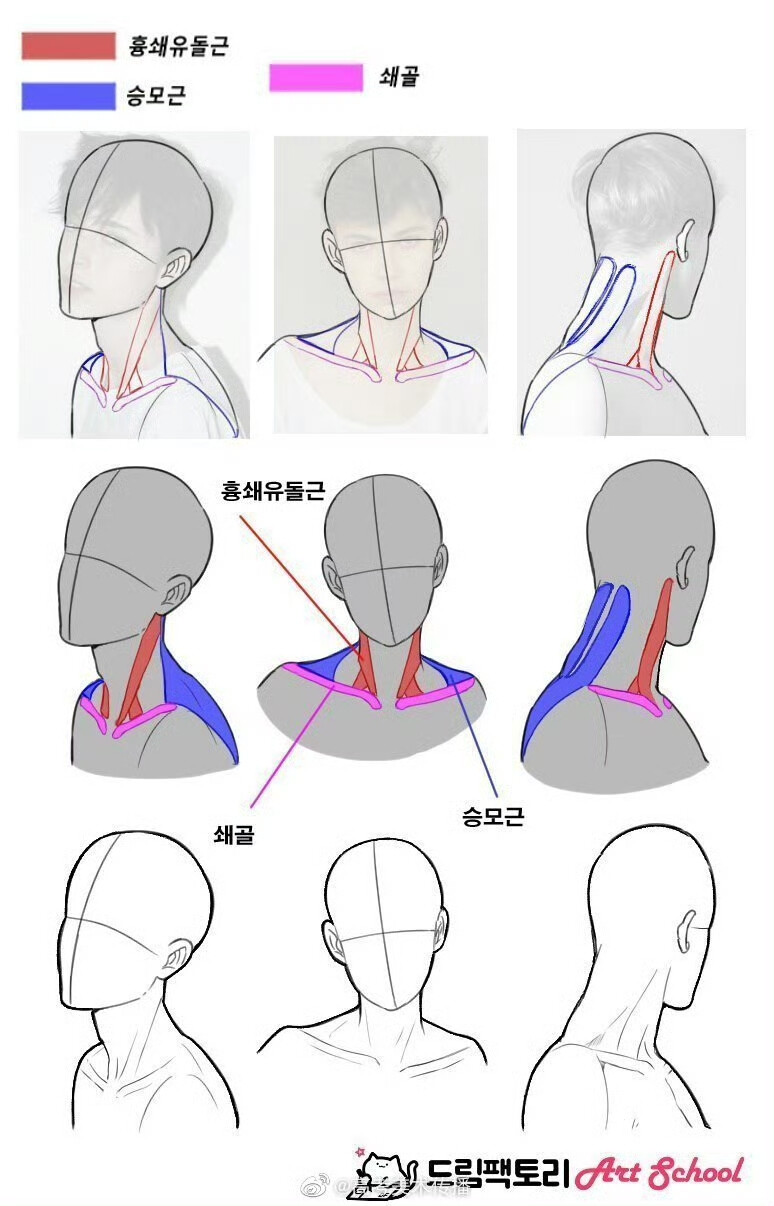 肩胛骨画法