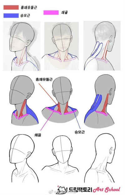 肩胛骨画法