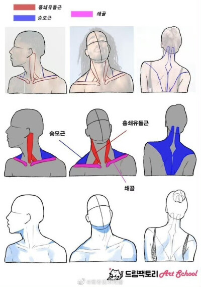 肩胛骨画法