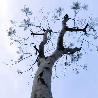 ''추운 겨울-雪芽梅子季（Spring is coming...）