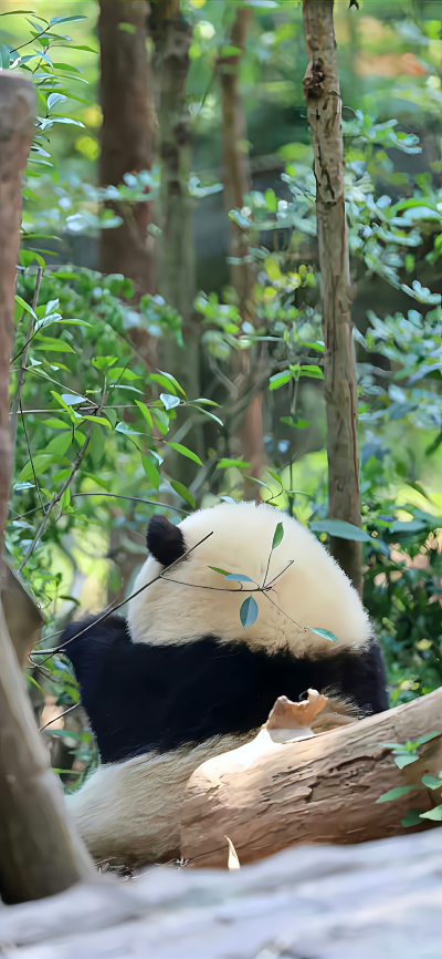 壁纸