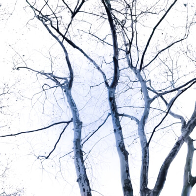 ''추운 겨울-雪芽梅子季（Spring is coming...）