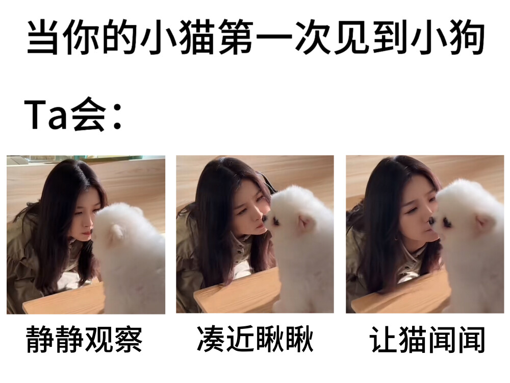 记一次猫狗相处日常