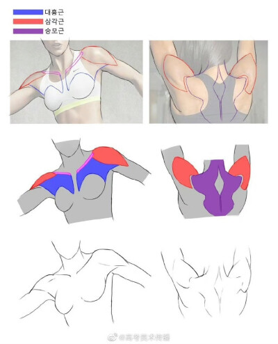 肩胛骨画法