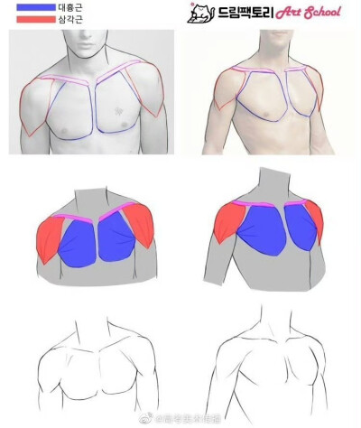 肩胛骨画法
