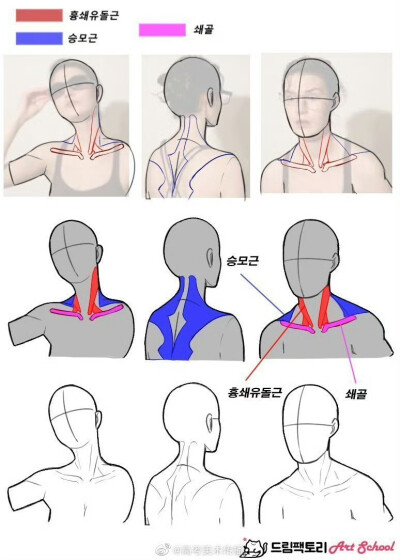 肩胛骨画法