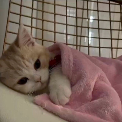 (´-ω-`)