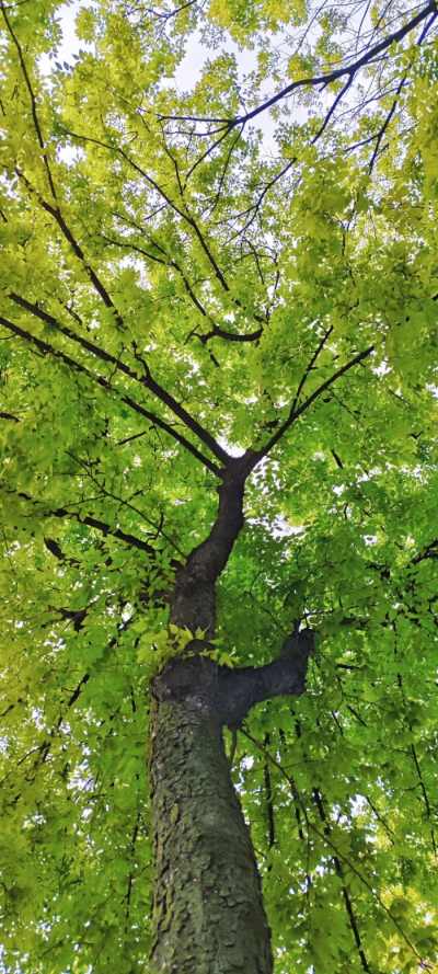 ₍˄·͈༝·͈˄*₎