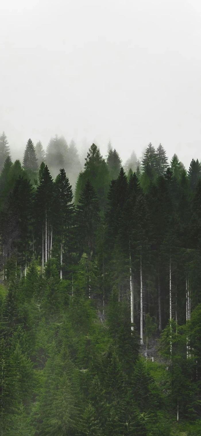 ₍˄·͈༝·͈˄*₎