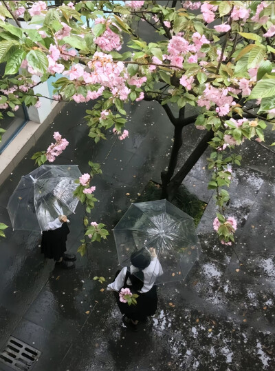 ₍˄·͈༝·͈˄*₎