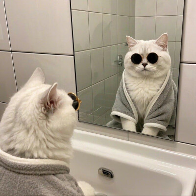 猫咪