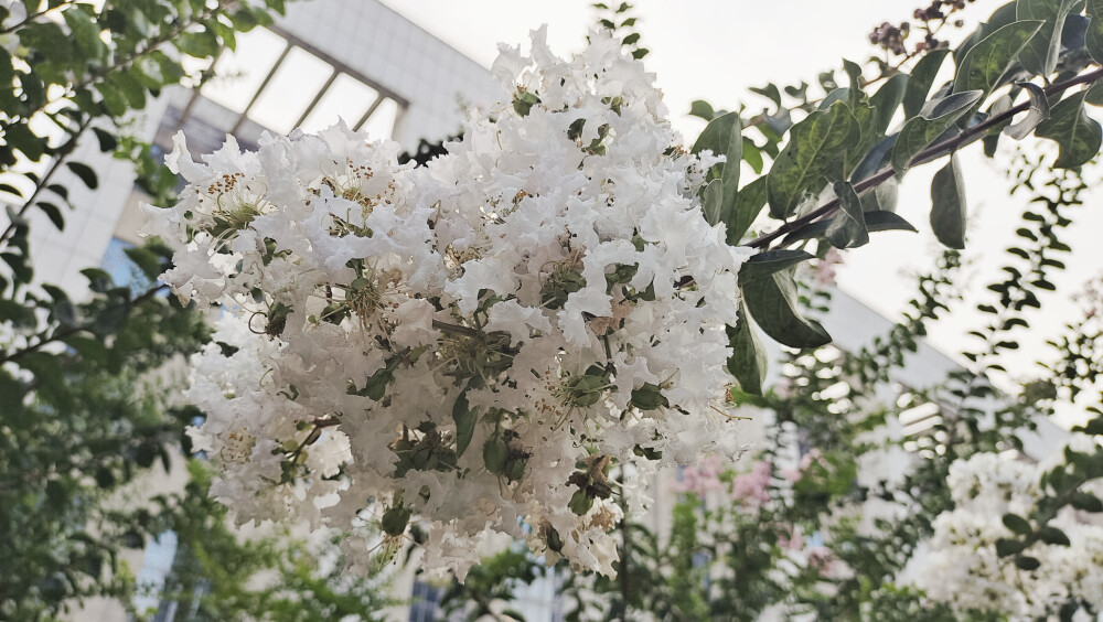 白花紫薇，清新素雅，充满生机活力！