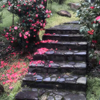 
花海
