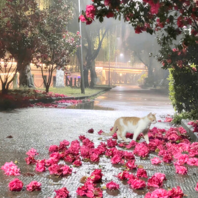 
花海
