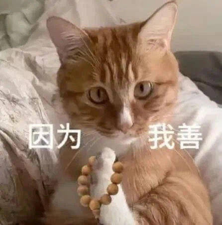 你很胖 才不是毛茸茸