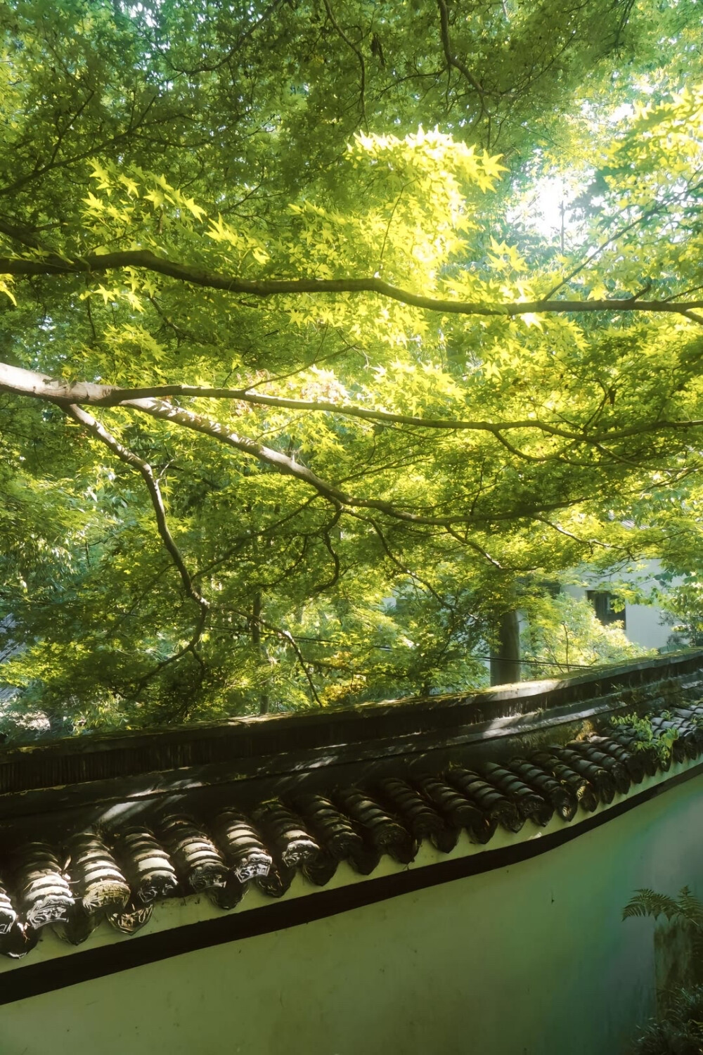 夏天 绿意 阳光 壁纸