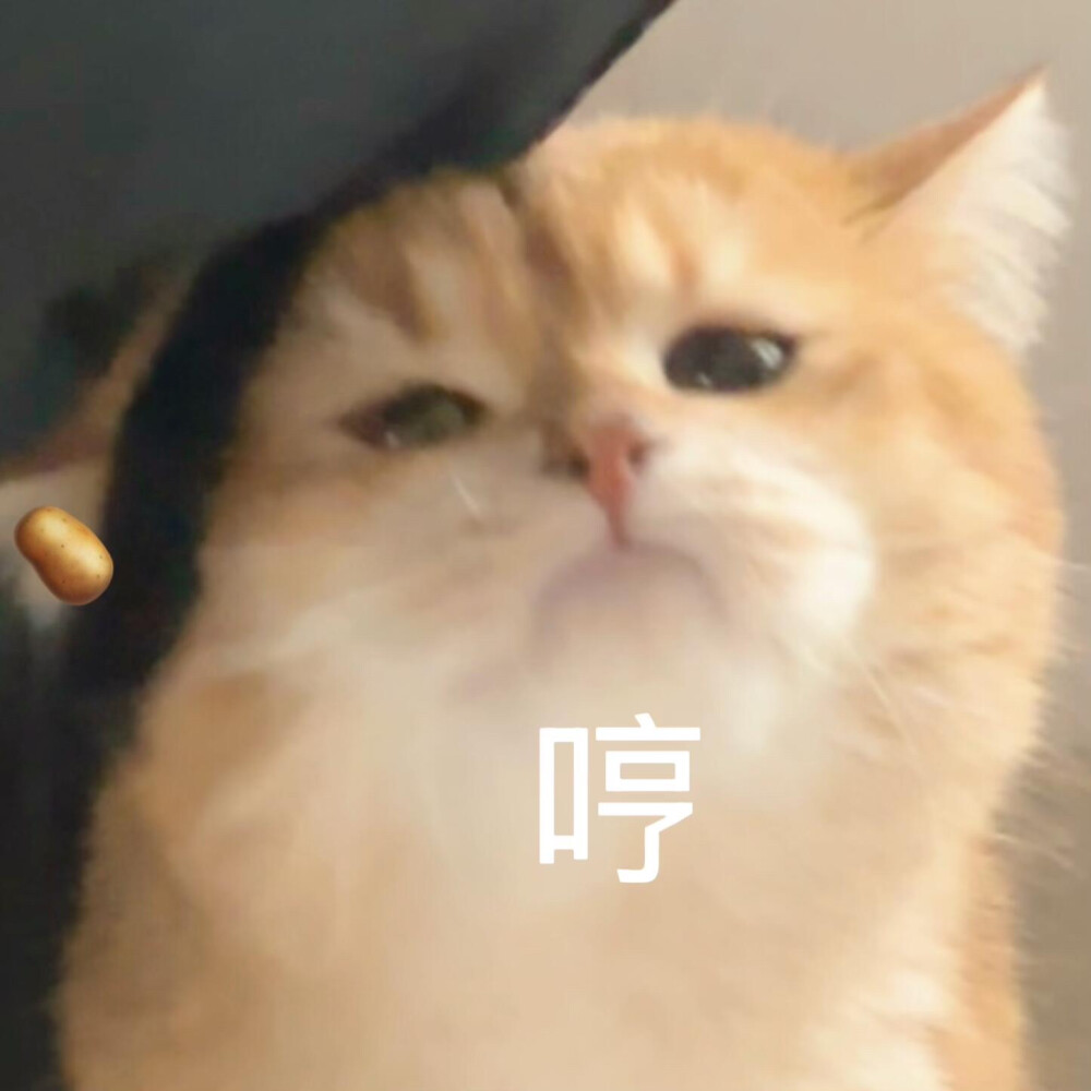 你很胖 才不是毛茸茸