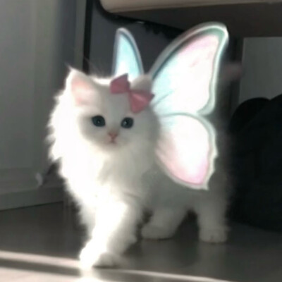 咪