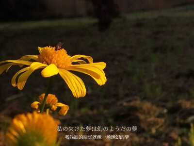 而我永远替你明媚