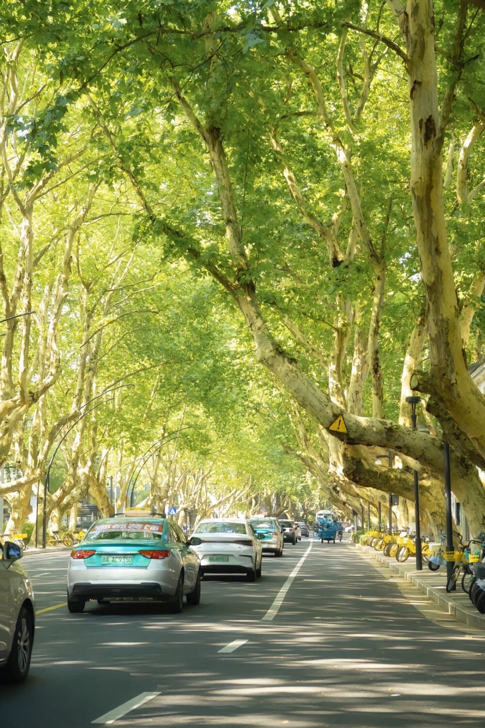 夏天 绿意 阳光 壁纸