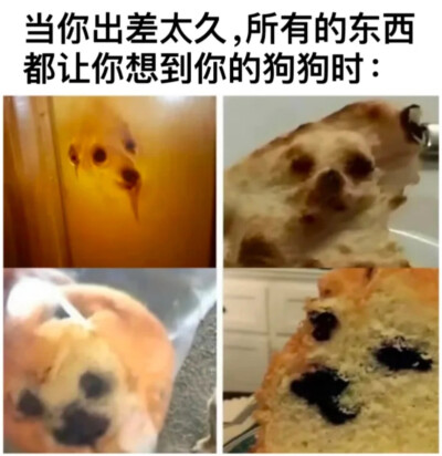 当心恶犬