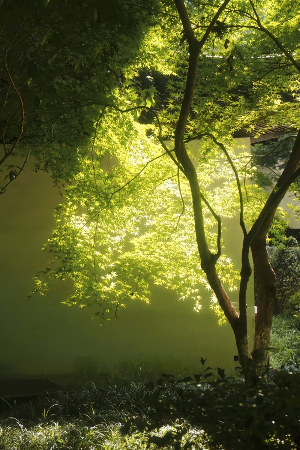 夏天 绿意 阳光 壁纸