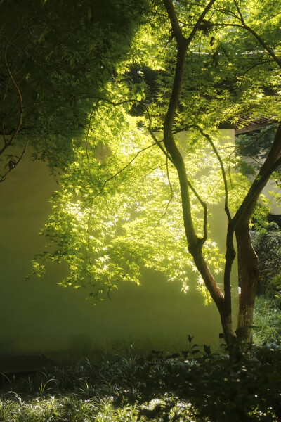 夏天 绿意 阳光 壁纸