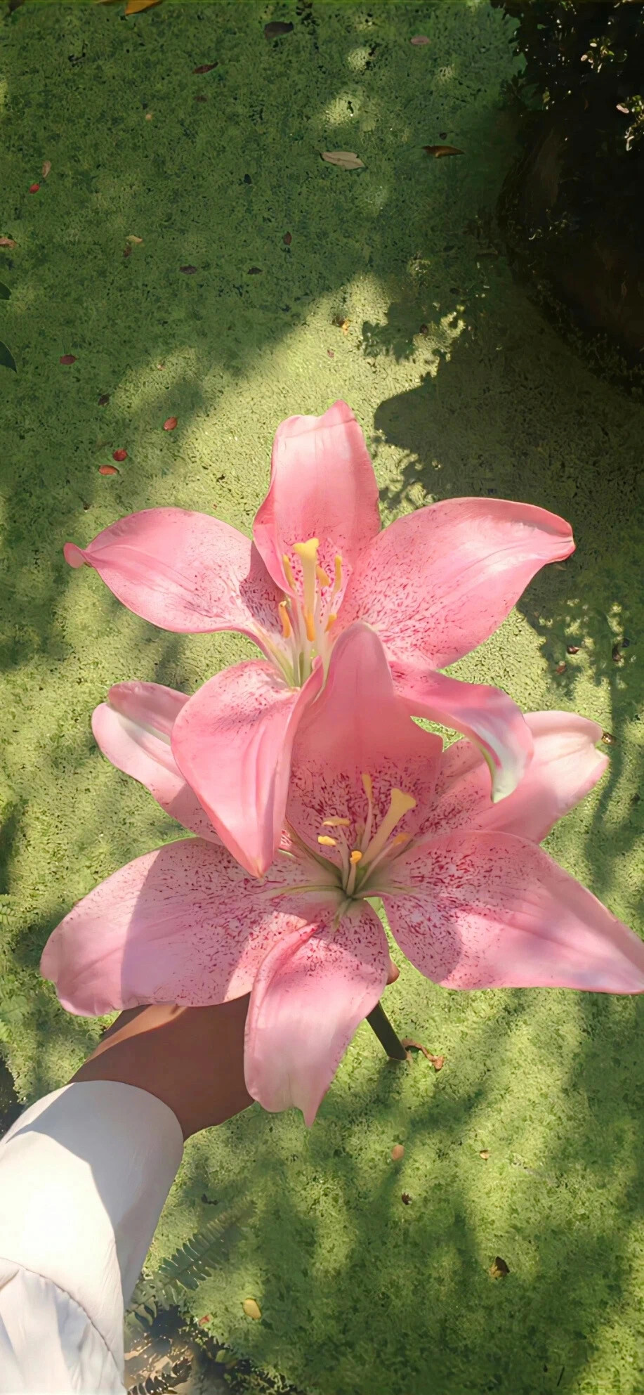 壁纸