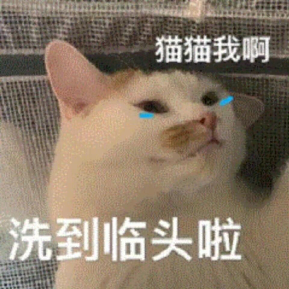 你很胖 才不是毛茸茸