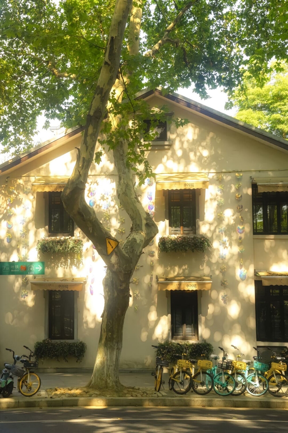 夏天 绿意 阳光 壁纸