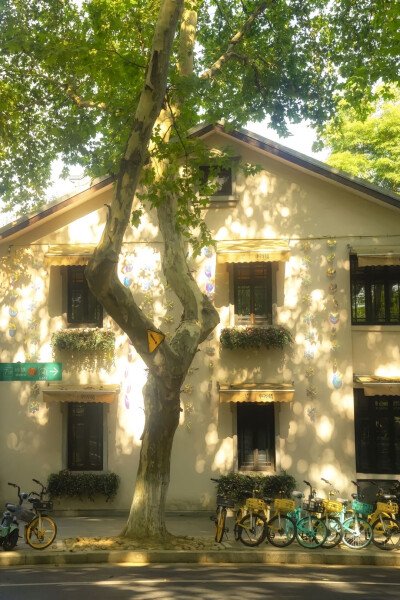 夏天 绿意 阳光 壁纸