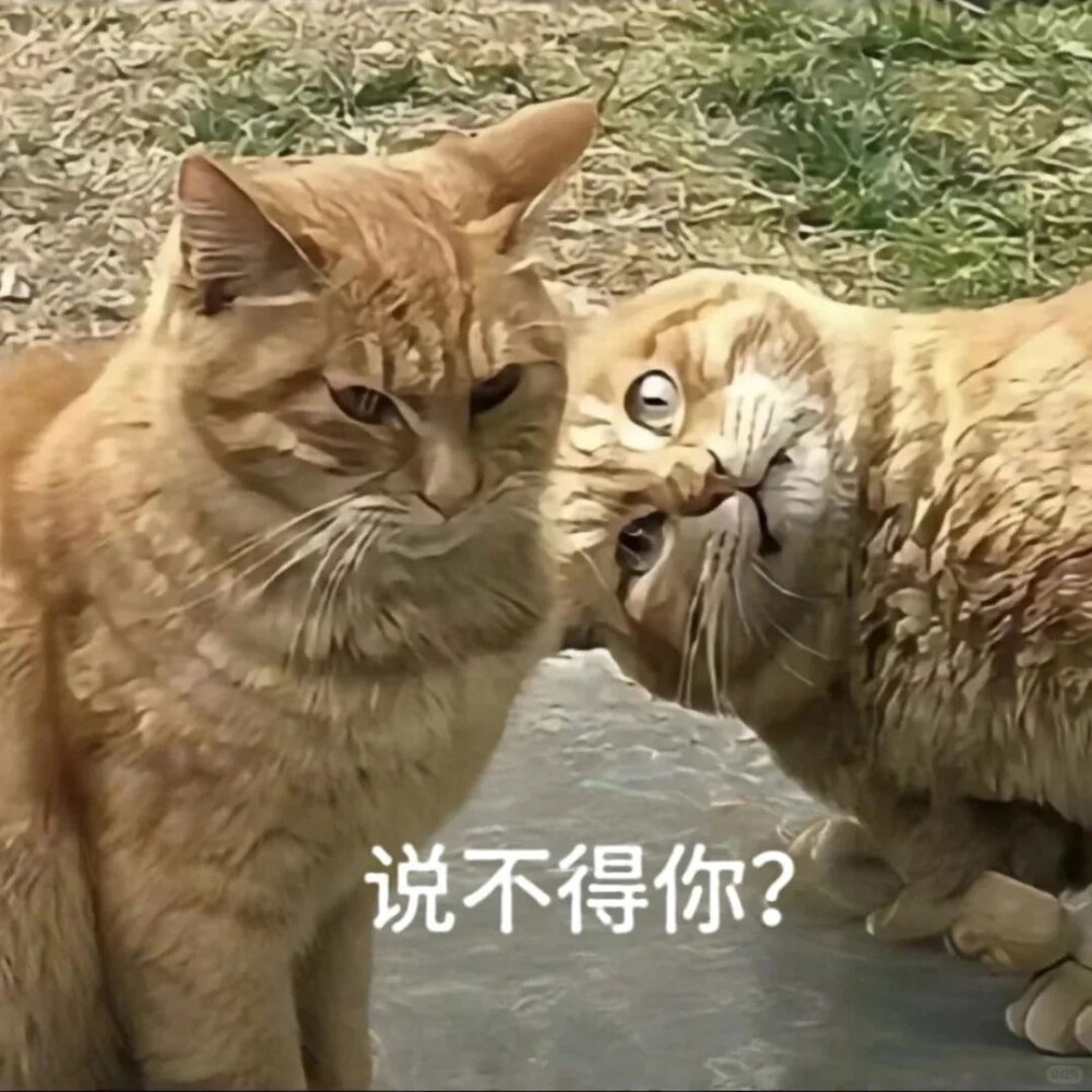 表情包
图片来源于网络 侵删