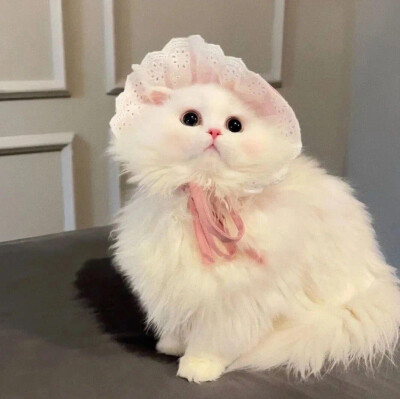 可爱猫咪 头像