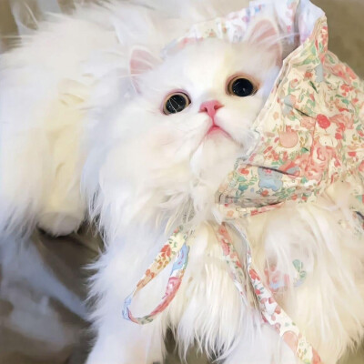 可爱猫咪 头像