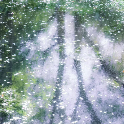 树桠上残存的蝉…*《Mo chroí briste》♪