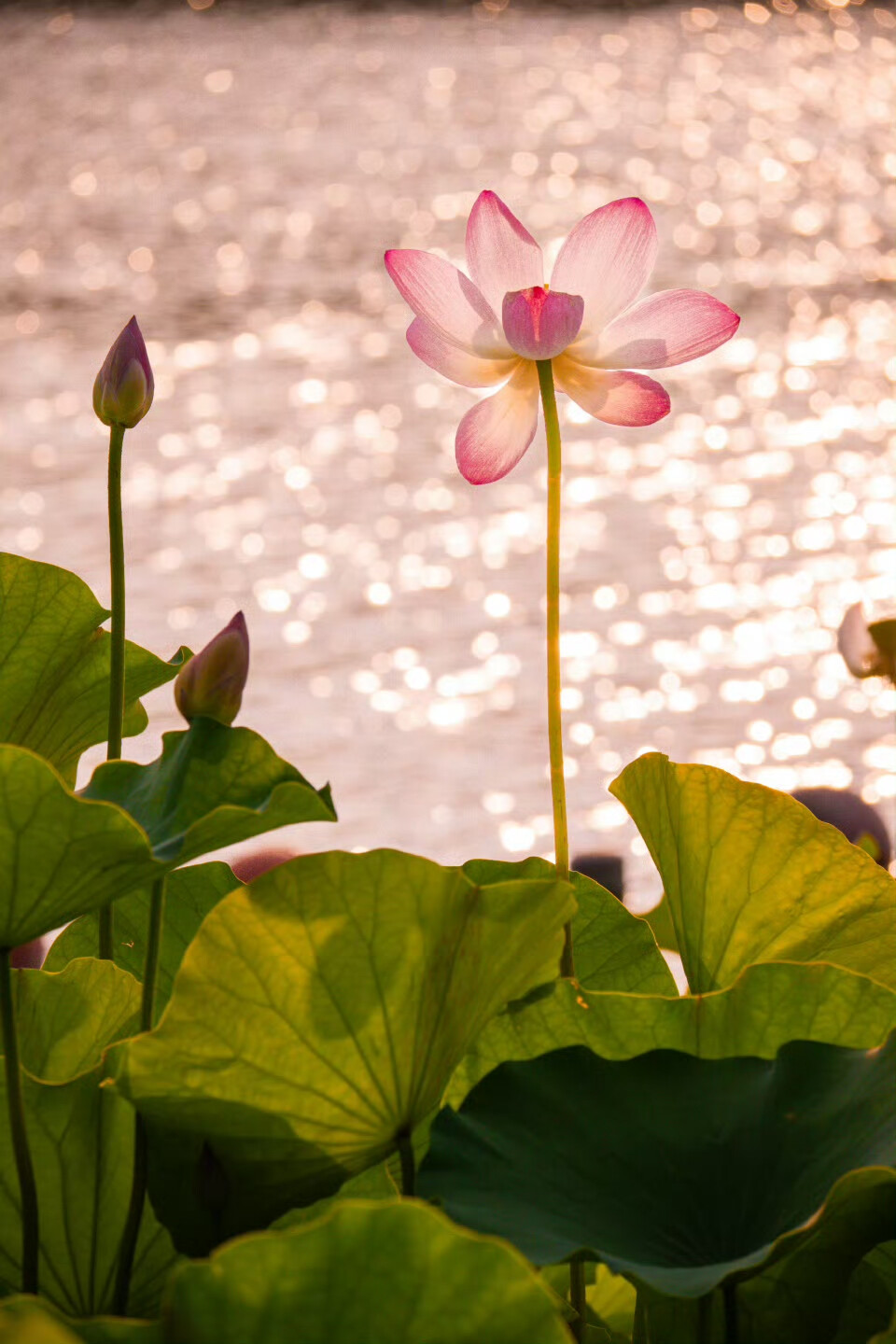 以荷花之名 赴一场仲夏之约 ​