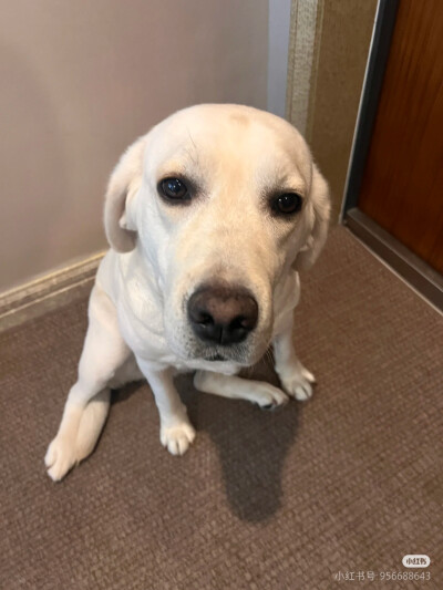 拉布拉(￣(●●)￣)
2025.6.27