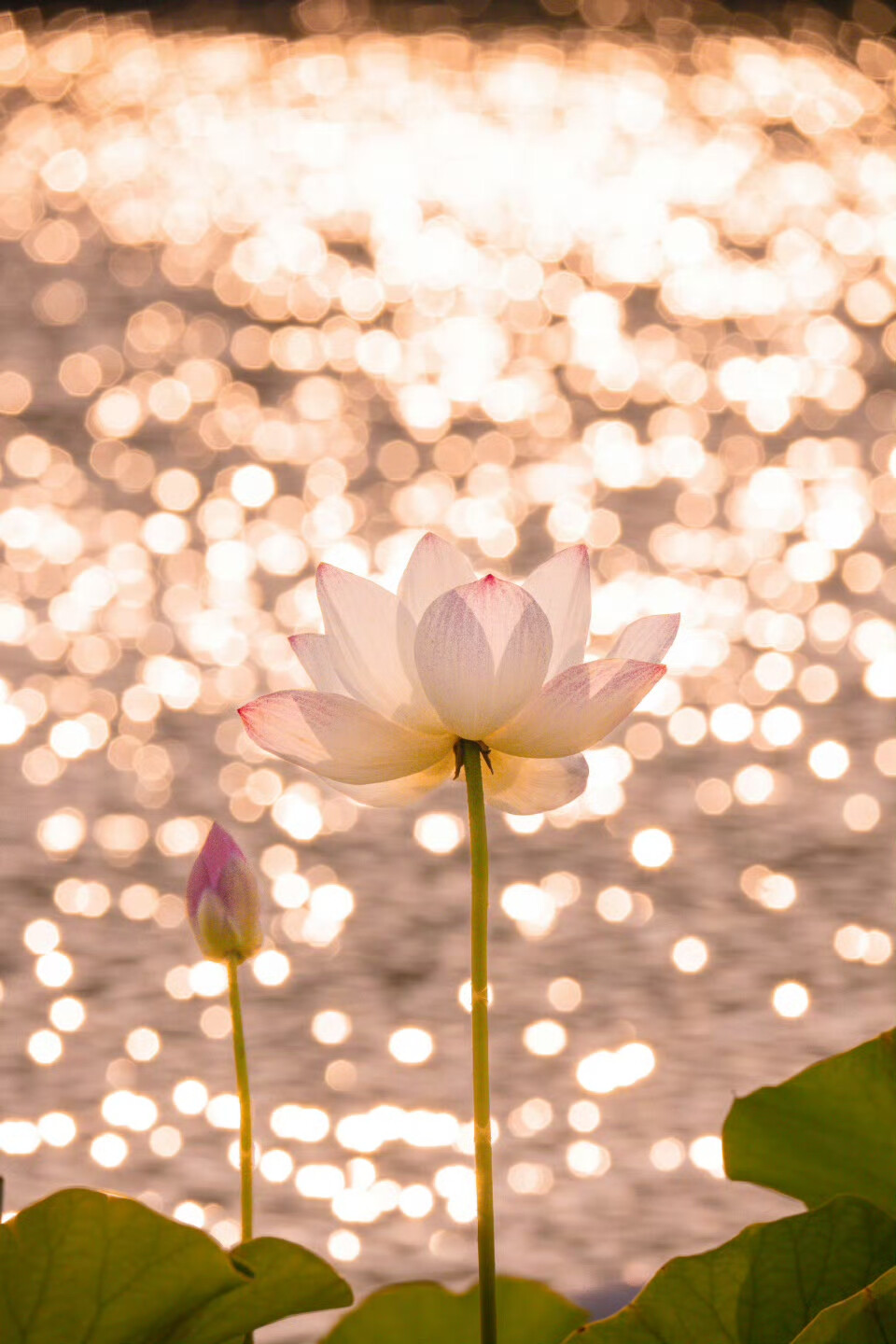 以荷花之名 赴一场仲夏之约 ​